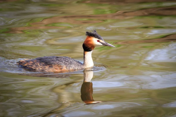 Gran Grebe Crestado —  Fotos de Stock