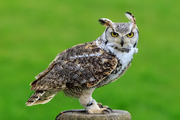 Great Horned Owl — Stockfoto