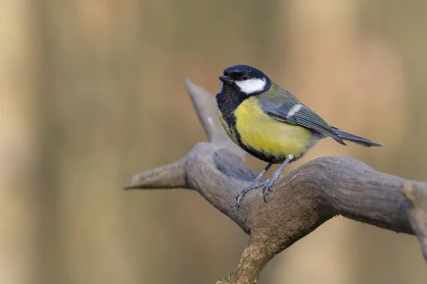 Gran Teta (Parus major ) —  Fotos de Stock