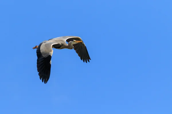 Gråhäger — Stockfoto