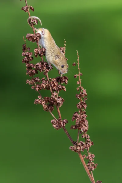 Harvest mouse — Stock Photo, Image