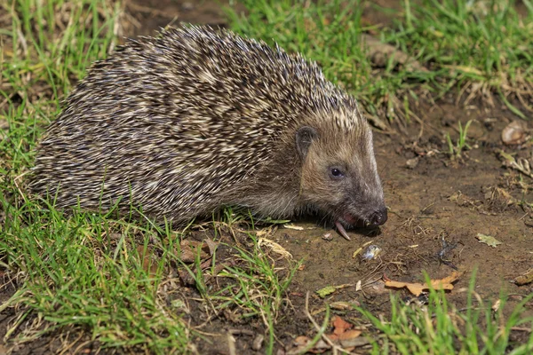 ハリネズミ （超える europaeus) — ストック写真