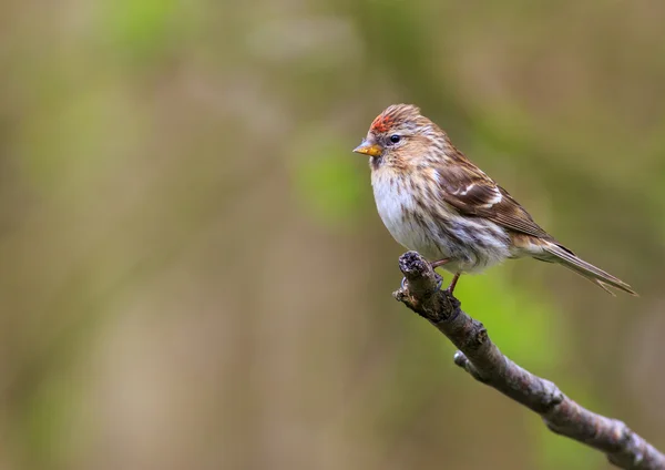 Daha az redpoll (Acanthis kabare) — Stok fotoğraf