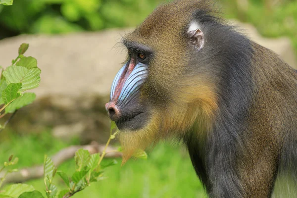 Mandril (Mandrillus sphinx) — Foto de Stock