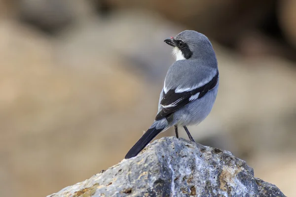 Gamberetto grigio meridionale (Lanius meridionalis ) — Foto Stock