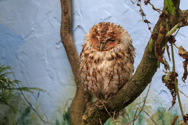 Tawny owl (Strix aluco) — Stock Photo, Image