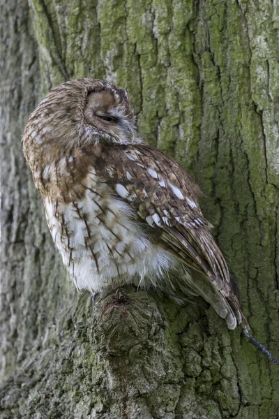 Tawny owl (Strix aluco) — Stock Photo, Image