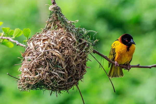 Village Weaver (Ploceus cucullatus) — Stock Photo, Image