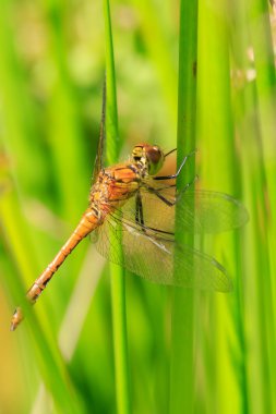 Bir kök üzerinde tünemiş yusufçuk 