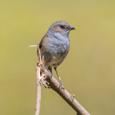 bülbülü (prunella modularis)