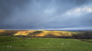 Yorkshire tarım