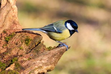 büyük baştankara (parus büyük)