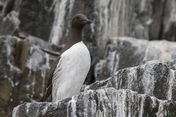 Kayanın üzerinde tünemiş guillemot — Stok fotoğraf