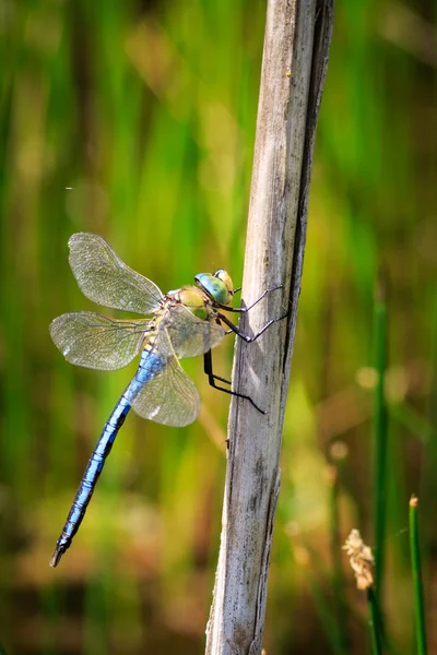 Libelle thront auf einem Stamm — Stockfoto