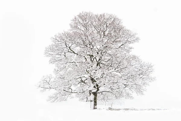 雪と冬の美しい木 — ストック写真