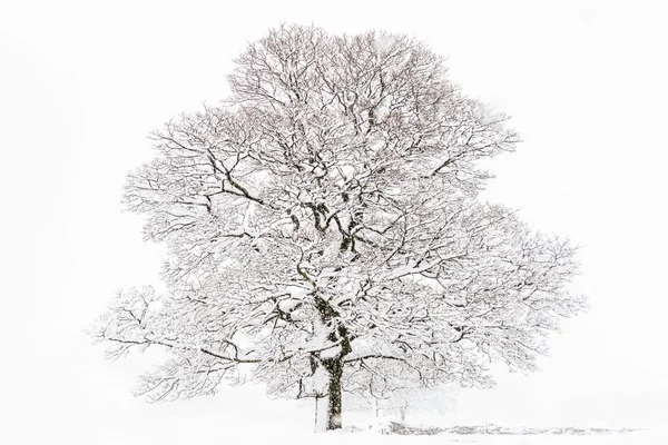 Όμορφο δέντρο το χειμώνα με το χιόνι — Φωτογραφία Αρχείου
