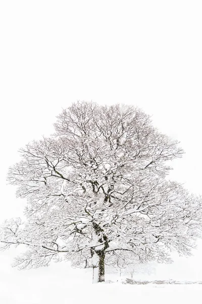 美丽的树，在有雪的冬天 — 图库照片