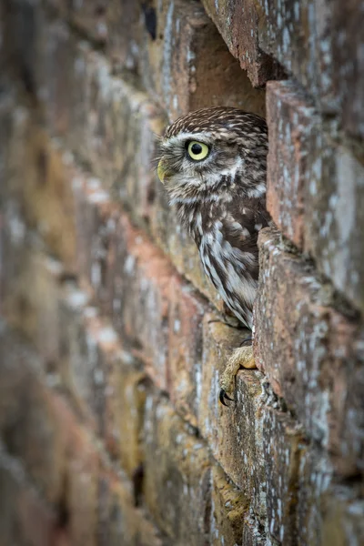 Little Owl in a hole in a brick wall — Stock Photo, Image