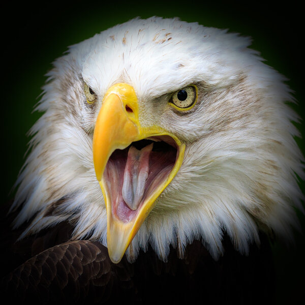 A Bald eagle