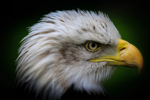 Un águila calva —  Fotos de Stock
