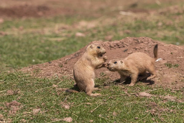 Czarny-dodany preria Świstak (Cynomys Ludovicianus) — Zdjęcie stockowe