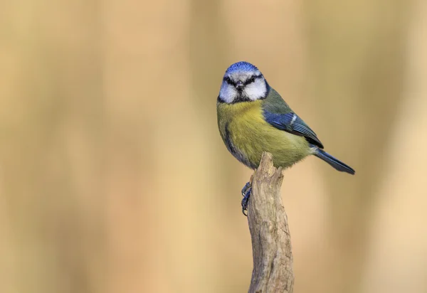 蓝山雀 (parus caeruleus) — 图库照片