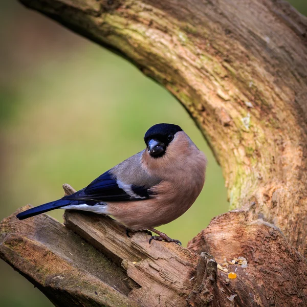 Şakrak kuşu (pyrrhula pyrrhula) — Stok fotoğraf
