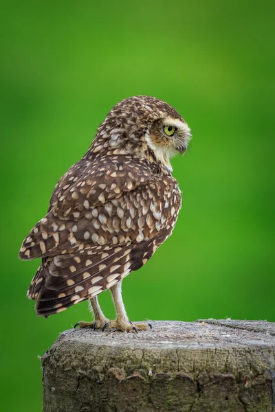 穴居猫头鹰(athene cunicularia)) — 图库照片