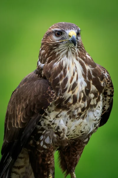 Bussard (buteo buteo)) — Stockfoto