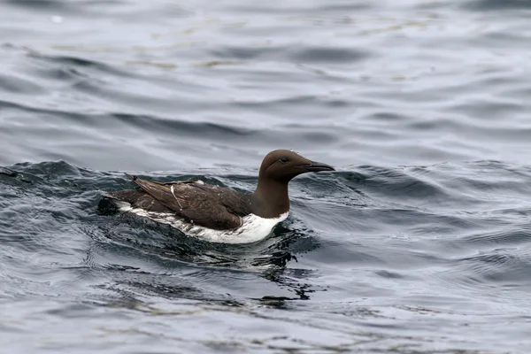 Guillemot, natuurreservaat van de Farne-eilanden, — Stockfoto