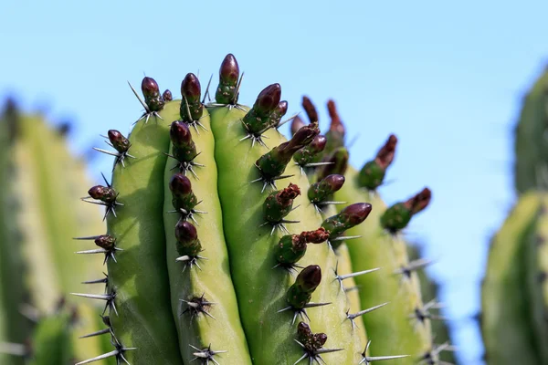 Fotos de Cactos com flores vermelhas, Imagens de Cactos com flores vermelhas  sem royalties | Depositphotos