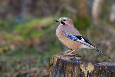 Jay perched on a tree  clipart