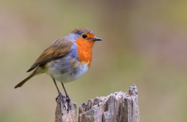 Robin (Erithacus rubecula)