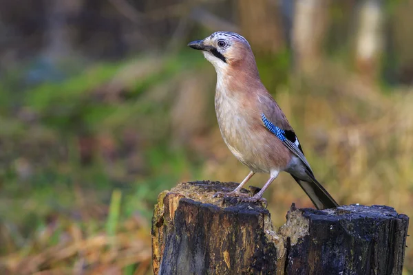 Jay perched on a tree — Stock Photo, Image