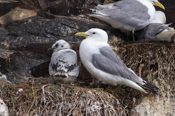Kittiwake on a nest with a chick — Stock Photo, Image