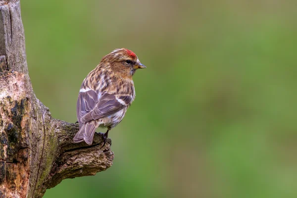 Daha az redpoll (Acanthis kabare) — Stok fotoğraf