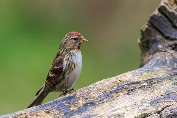 Moins redpoll (Acanthis cabaret ) — Photo