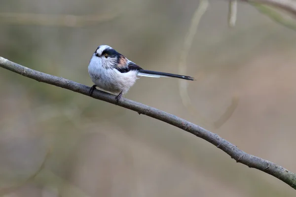 Lange staart mezen (aegithalos caudatus) — Stockfoto