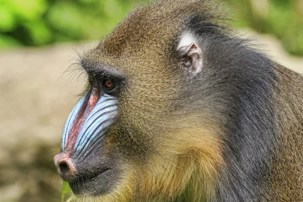 Mandril (Mandrillus sphinx) — Stockfoto