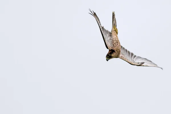 Sokół nowozelandzki (Falco novaeseelandiae) — Zdjęcie stockowe