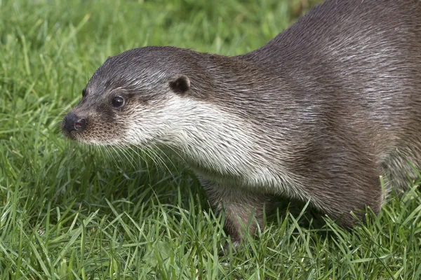 Otter (Lutra lutra) — Stock Photo, Image