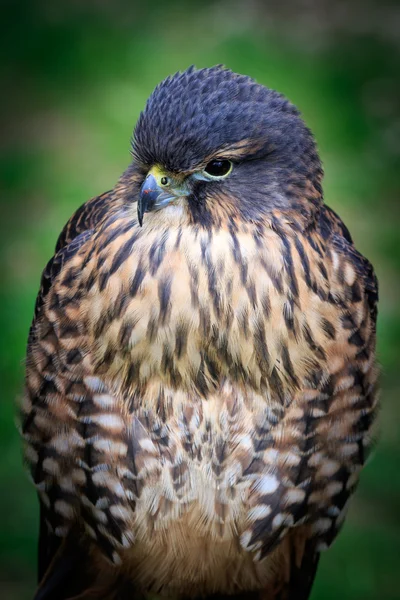New zealand falcon (Falco novaeseelandiae) — Stock Photo, Image