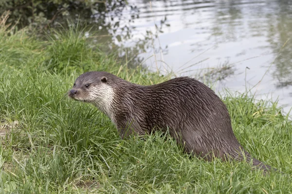 Otter (Lutra lutra) — Stock Photo, Image