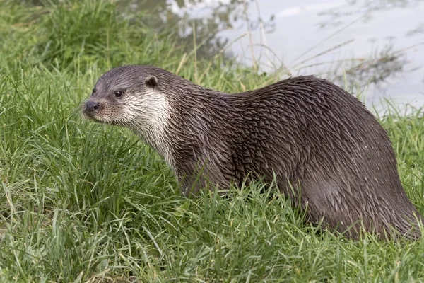 Loutre (Lutra lutra ) — Photo