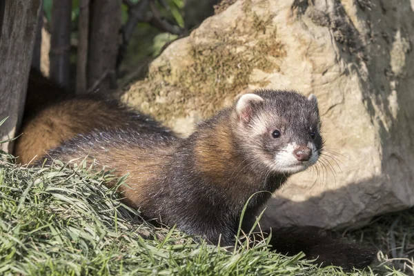 Iltis (mustela putorius)) — Stockfoto