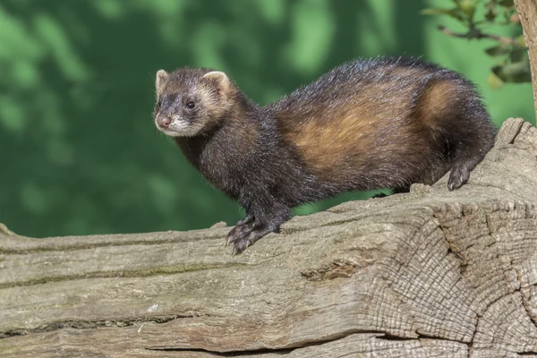 Doninha (Mustela putorius) — Fotografia de Stock