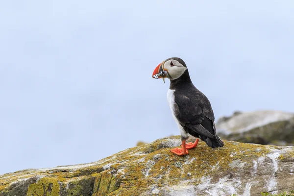 Lunnefåglar (Fratercula arctica) — Stockfoto