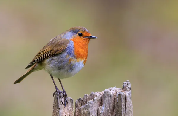 Robin (Erithacus rubecula) — Fotografia de Stock