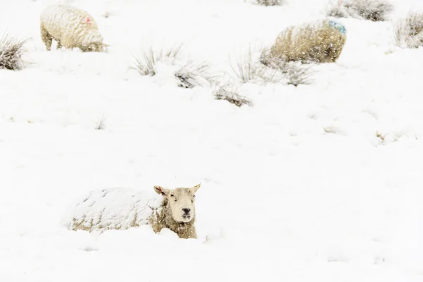 Owce w śniegu — Zdjęcie stockowe