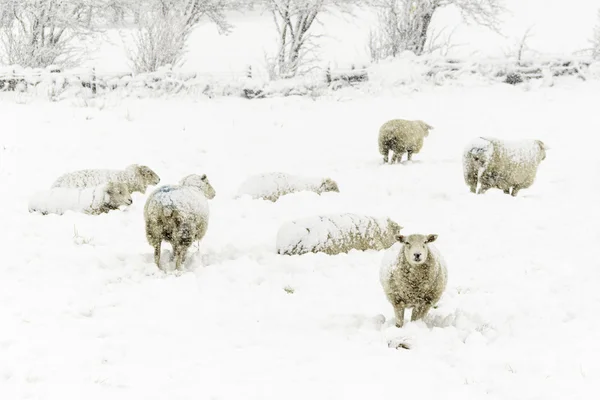 Sheep in the Snow — Stock Photo, Image